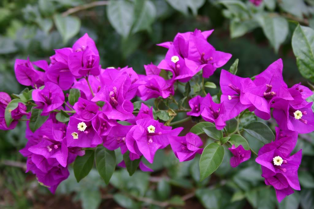 4 Wonderful Tropical Hawaiian Flowers