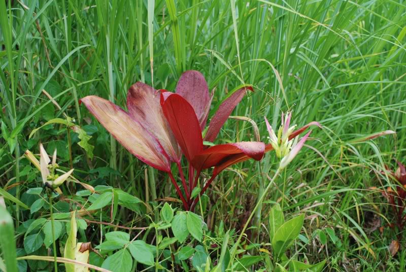 7 Wonderful Tropical Hawaiian Flowers