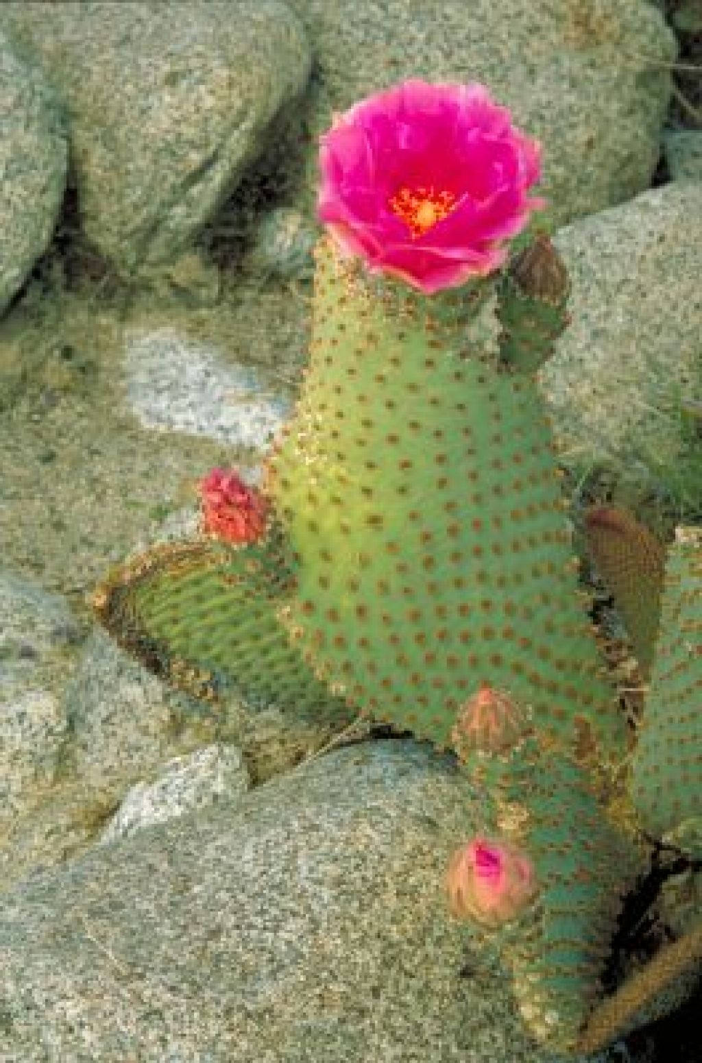 cactus6 Return to the Wonderful Cactus Land