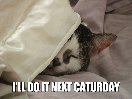 lolcat2 A Short History of the Lolcat