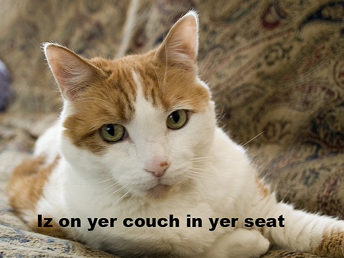 lolcat5 A Short History of the Lolcat