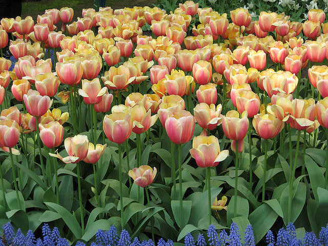 tulip netherlands Tulips As the Flower Symbol of the Netherlands