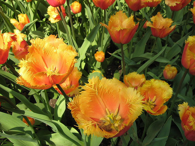 tulip netherlands1 Tulips As the Flower Symbol of the Netherlands