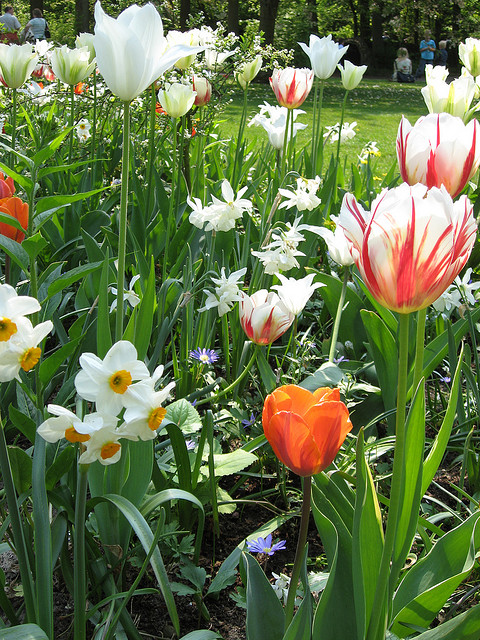 tulip netherlands10 Tulips As the Flower Symbol of the Netherlands