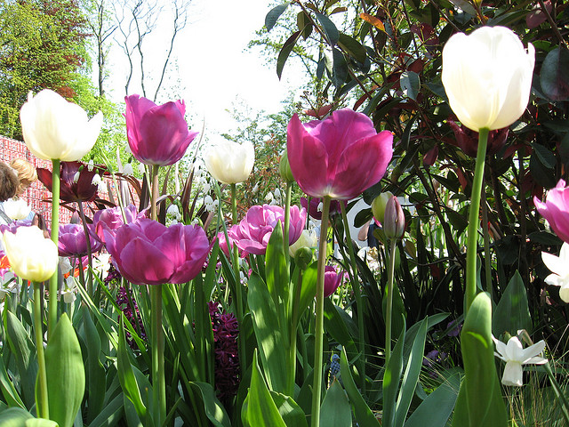 tulip netherlands11 Tulips As the Flower Symbol of the Netherlands