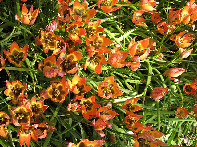 tulip netherlands2 Tulips As the Flower Symbol of the Netherlands