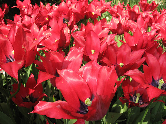 tulip netherlands3 Tulips As the Flower Symbol of the Netherlands