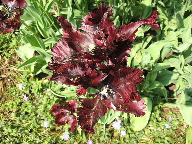 tulip netherlands4 Tulips As the Flower Symbol of the Netherlands