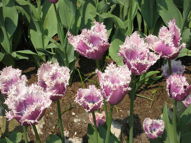tulip netherlands5 Tulips As the Flower Symbol of the Netherlands