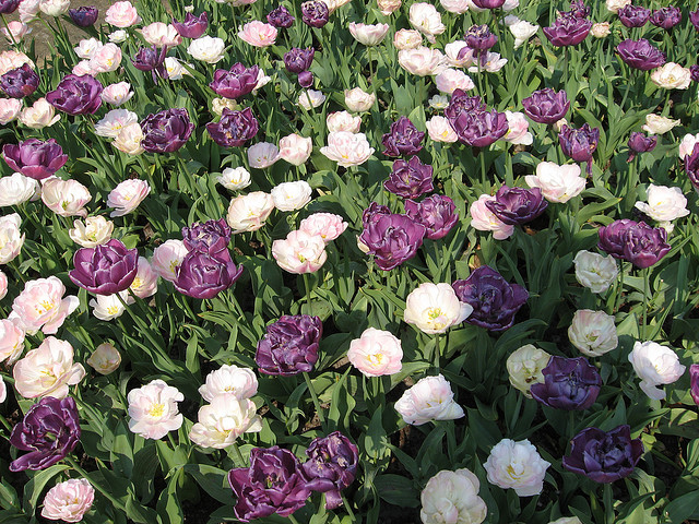 tulip netherlands6 Tulips As the Flower Symbol of the Netherlands