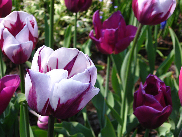 tulip netherlands7 Tulips As the Flower Symbol of the Netherlands
