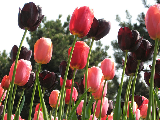 tulip netherlands8 Tulips As the Flower Symbol of the Netherlands