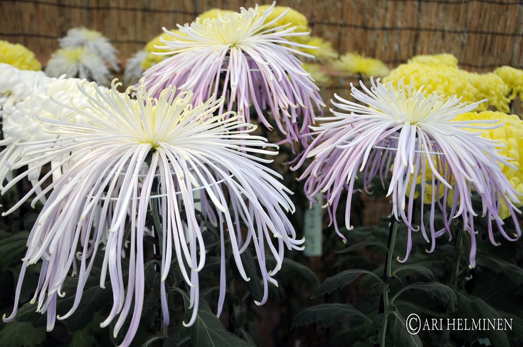 meiji shrine11 Meiji Shrine As a Peaceful and Spiritual Place in Japan