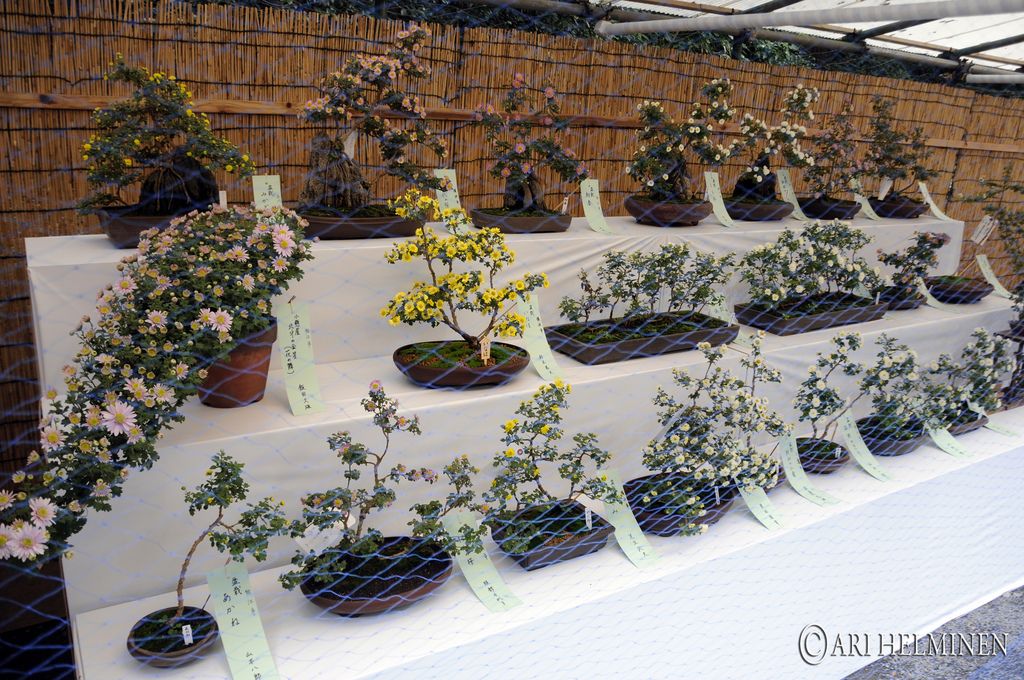 meiji shrine3 Meiji Shrine As a Peaceful and Spiritual Place in Japan