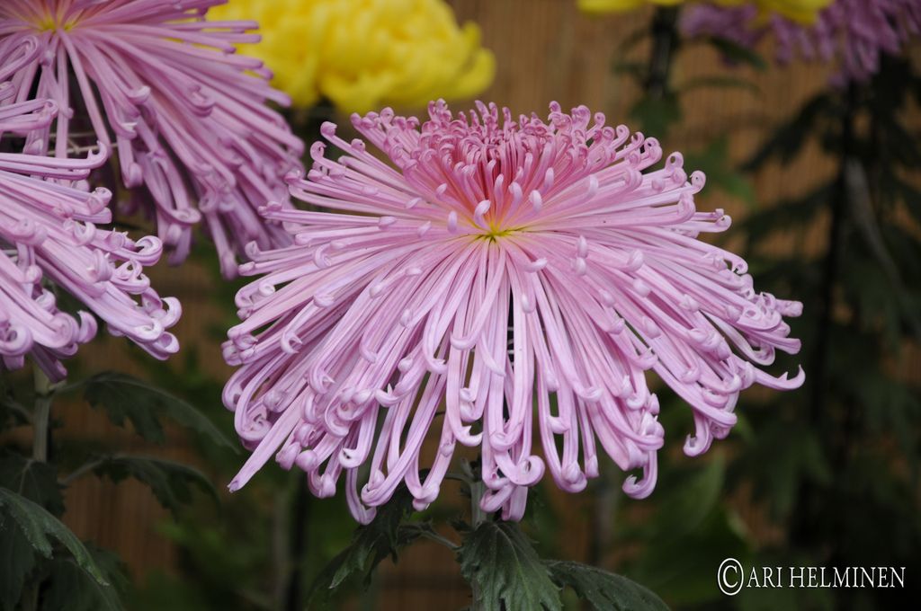 meiji shrine8 Meiji Shrine As a Peaceful and Spiritual Place in Japan