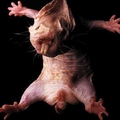 Bizarre Mole Rats Facts