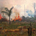 The Amazon Rainforest Deforestation Impact