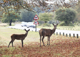 5 Tips to Avoid Animal Car Colli...