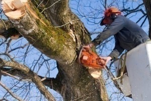branches 1 300x200 Why Using Tree Surgeons Will Keep Your Trees Healthy?